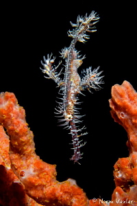 The Ornate Ghost Pipefish photographed in Ambon Harbor, I... by Norm Vexler 